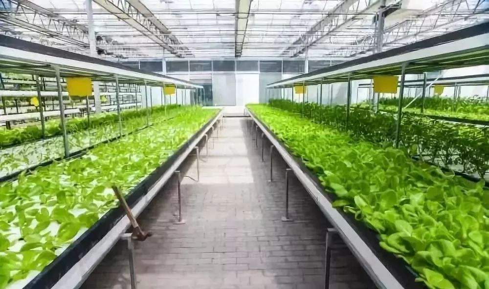 智能化滴灌系统