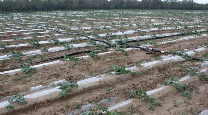 水肥一体化滴灌设备系统集成