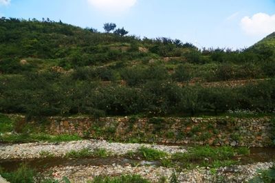 果园自动灌溉系统