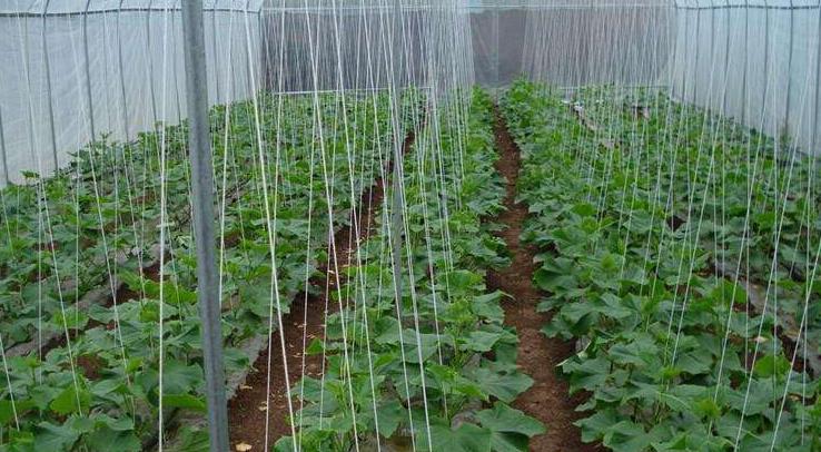 智能水肥一体多少钱