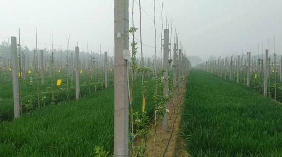 智能水肥一体系统