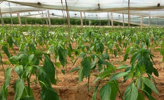 土壤温湿度传感器哪家好