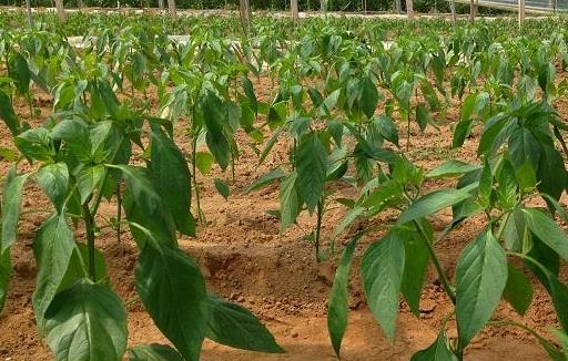 土壤温湿度传感器厂家