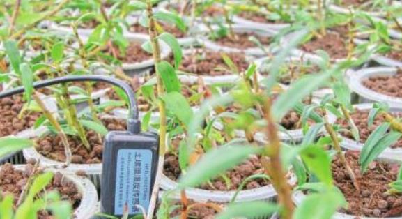 土壤温湿度传感器多少钱