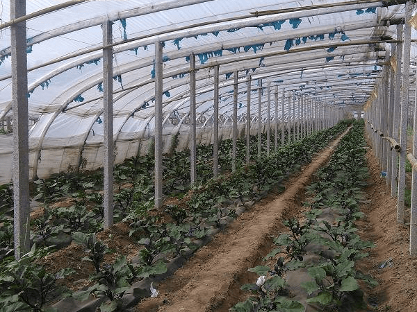 大棚种植蔬菜标准化