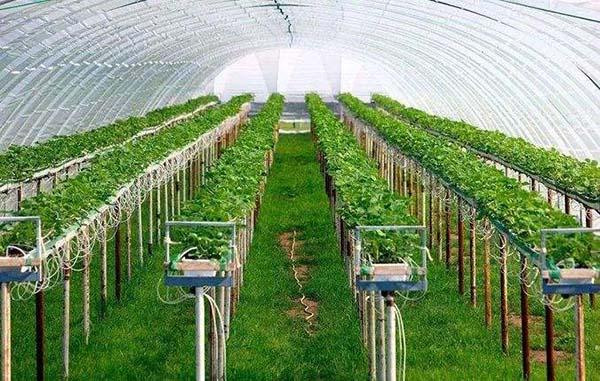 智能温室大棚种植方案