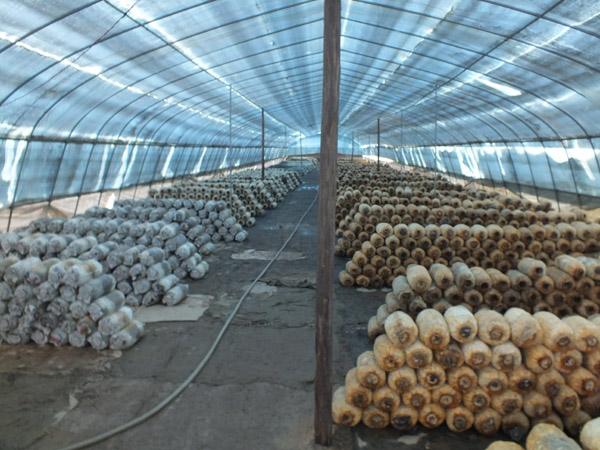 食用菌智慧大棚系统