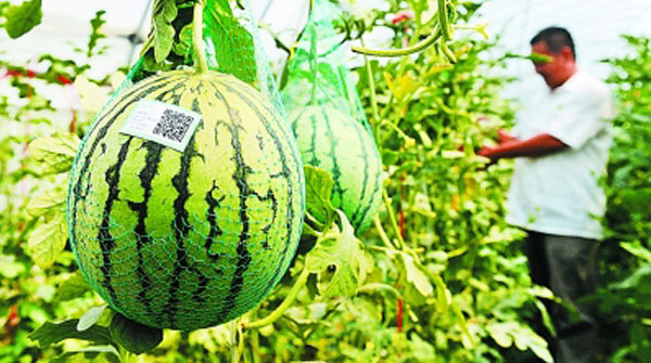 农作物种植管理系统