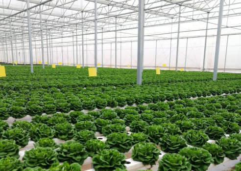 智慧蔬菜种植温室
