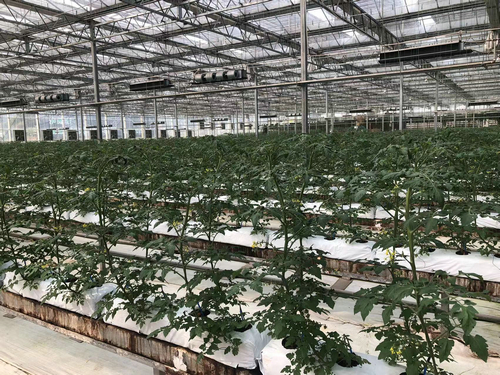 蔬菜大棚自动化系统