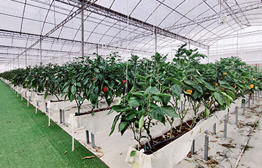 香菇大棚温室智能控制 香菇大棚温室智能控制