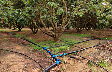 水肥一体化设备与滴灌