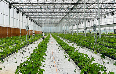 大棚智慧农业远程控制系统