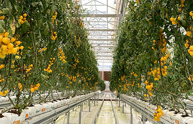 温室大棚温湿度监测系统